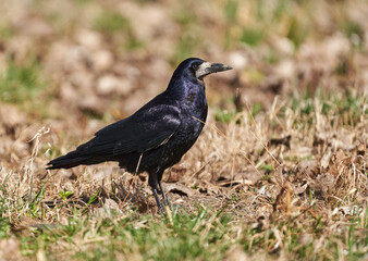 Crow standing in the grass