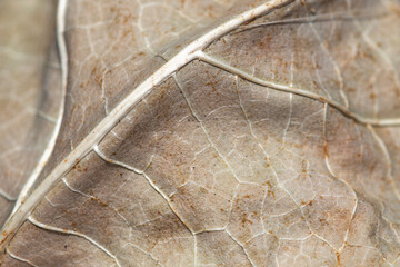 close up of a brown dry vine leaf, abstract concept of aging human skin