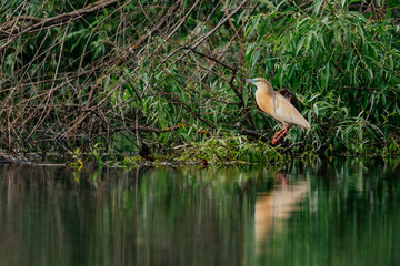 Squacco Heron (Ardeola ralloides) of the Danube delta