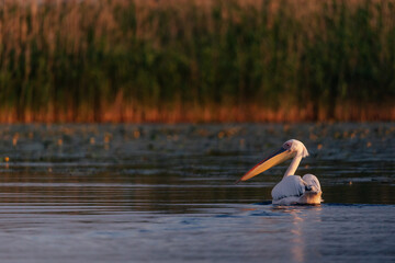 Fototapeta na wymiar Pelicans resting in the Danube Delta