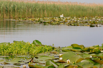 Obraz na płótnie Canvas Beautiful waterlilies on the Danube Delta, Romania