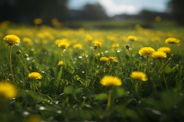 Obraz premium Green field with yellow dandelions. Closeup of yellow spring flowers on the ground