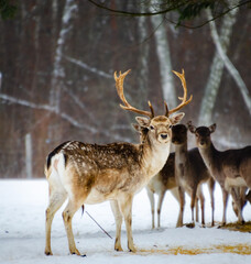 Naklejka na ściany i meble Wild fallow deer observe the environment on a winter day