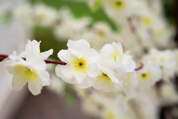 a close up of a branch with white flowers on it 