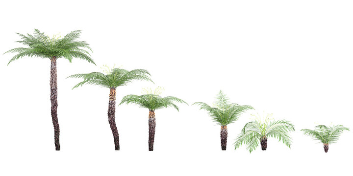 3d rendering of Dicksonia antarctica trees on transparent background