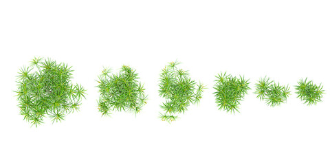 Cyperus alternifolius Trees collection with realistic style from top view