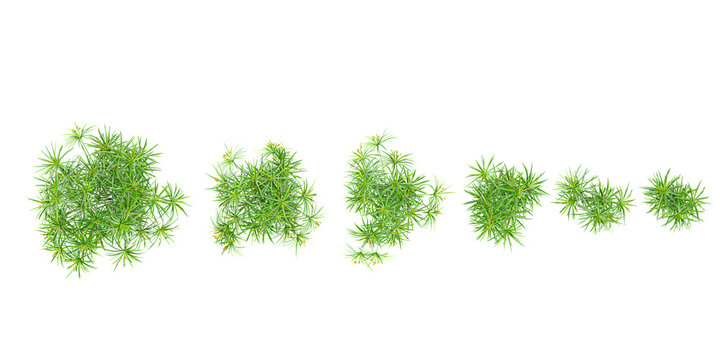 Cyperus alternifolius Trees collection with realistic style from top view