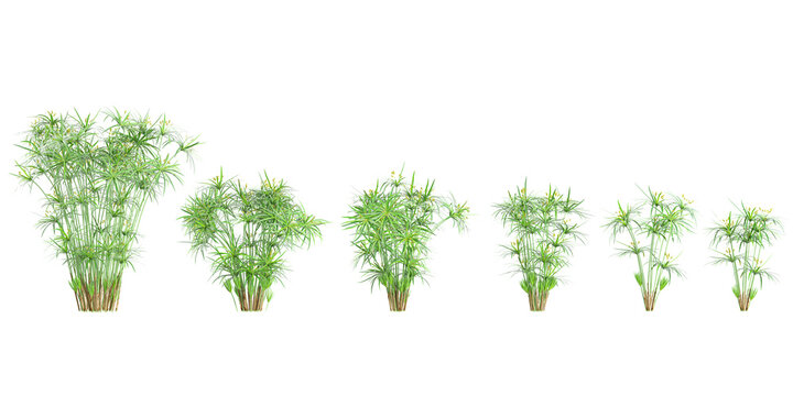 Cyperus alternifolius Trees collection with realistic style