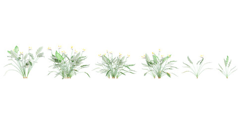 Strelitzia reginae trees on transparent background, for illustration, digital composition, and architecture visualization