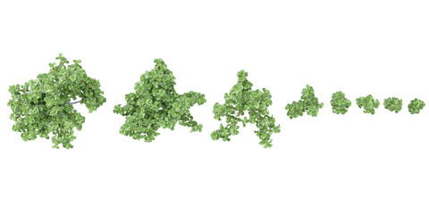 Top view of Ficus lyrata trees cutout backgrounds 3d rendering png