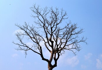 branch of tree against sky