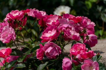 pink roses on a sunny day in the garden. Nature, summer, parks travel concept.