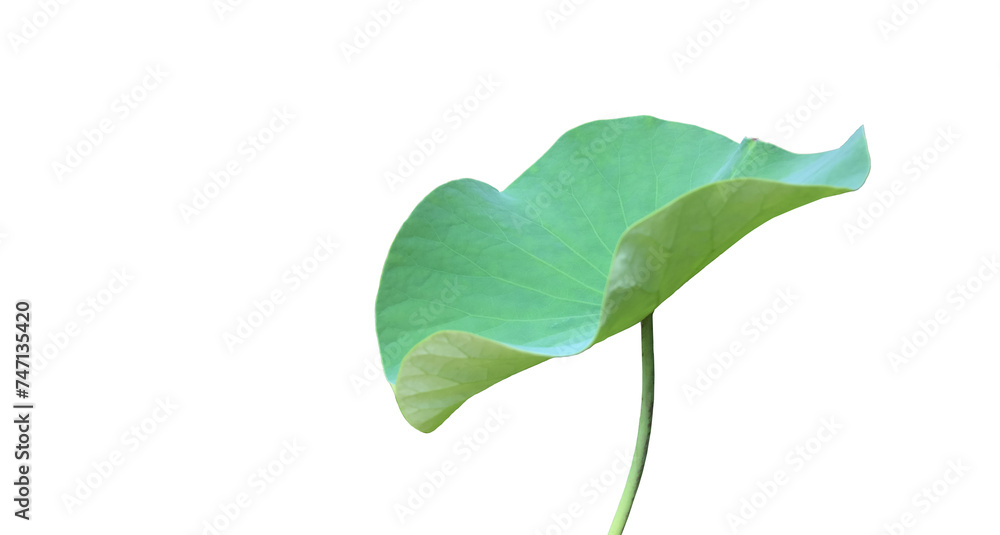Canvas Prints lotus leaf or waterlily leaf isolated on white background with clipping paths.