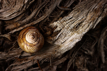 Top view image of snail shell on textured tree background
