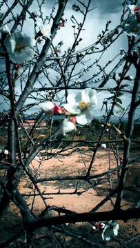 Flores blancas y capullos floreciendo