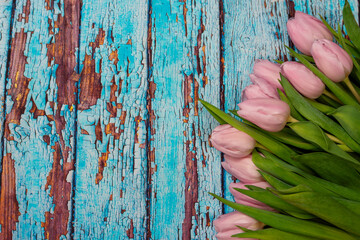 pink tulip flowers on blue old wooden background