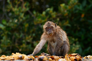 Asian monkey eating mango fruits outdoors.