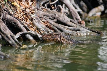 The Asian water monitor (Varanus salvator) is a large varanid lizard native to South and Southeast...