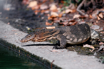The Asian water monitor (Varanus salvator) is a large varanid lizard native to South and Southeast...