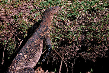 The Asian water monitor (Varanus salvator) is a large varanid lizard native to South and Southeast...