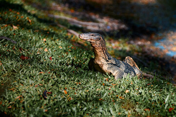 The Asian water monitor (Varanus salvator) is a large varanid lizard native to South and Southeast...