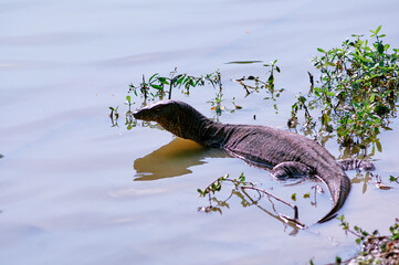 The Asian water monitor (Varanus salvator) is a large varanid lizard native to South and Southeast...