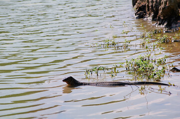 The Asian water monitor (Varanus salvator) is a large varanid lizard native to South and Southeast...