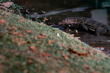 The Asian water monitor (Varanus salvator) is a large varanid lizard native to South and Southeast Asia.