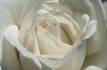 white roses in the garden with raindrops