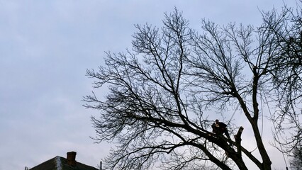 A professional arborist cuts a tree branch with a chainsaw in winter. A man on insurance with a...