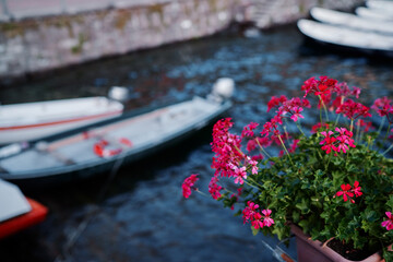Pot with pink flowers on waterfront promenade