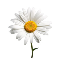 Fototapeta premium camomile isolated on transparent background, png