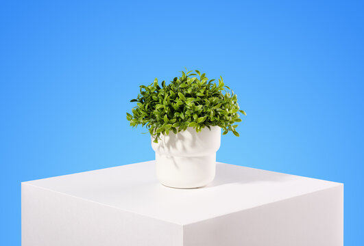 Ecology and nature. A green plant in a white pot.