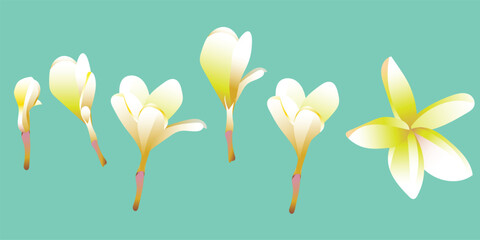 Tropical composition of plumeria flowers and green leaves on a white background. Vector.