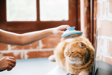 Owner's care, A woman enjoys grooming her Scottish Fold cat, who dreams peacefully during the...