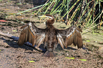 Australasian darter bird with its wings stretched out