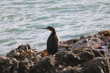Cormoran