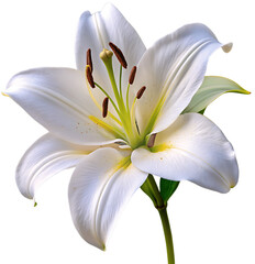 Beautiful white lily flower macro isolated on a transparent background
