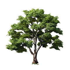 tree isolated on transparent background, png