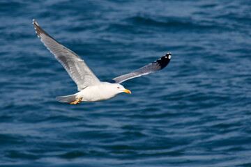 Fototapeta na wymiar Black-headed Gull flying through the Ría de Vigo
