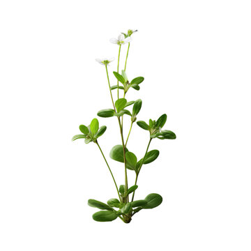chickweed isolated on transparent background, png