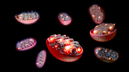 Obraz na płótnie Canvas Mitochondria are the organelles responsible for producing the energy needed for the cell to grow and reproduce. 3d rendering