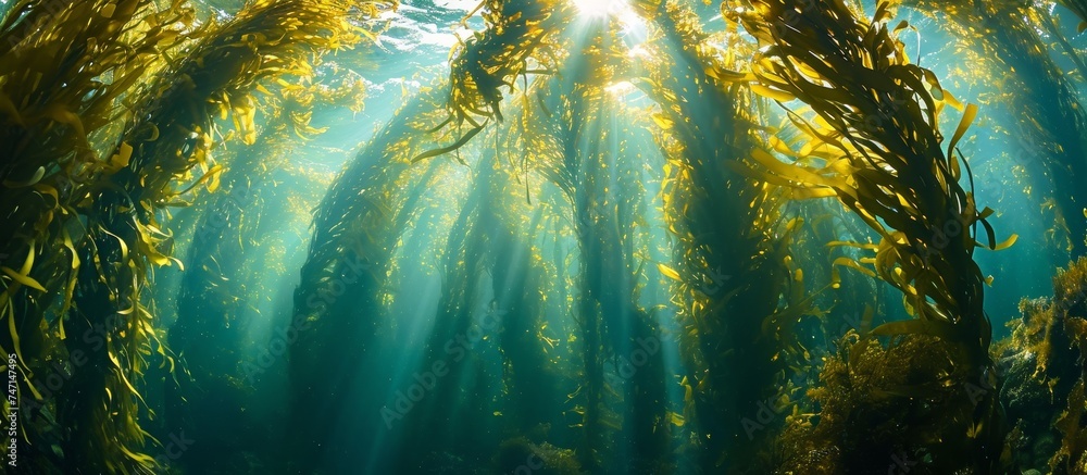 Poster the sunlight filters through the seaweed in the aqua ocean, creating a beautiful pattern in the unde