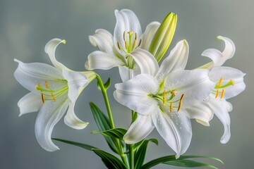 Fototapeta na wymiar Elegant White Lilies with Vibrant Yellow Pollen Against a Soft Grey Background in Full Bloom