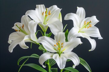 Fototapeta na wymiar Exquisite White Lilies with Vibrant Orange Stamens on a Dark Background - Elegant Floral Display for Special Occasions