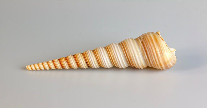 Sea shell Turritella communis on a white background.
