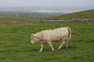 A white calf in the grass near Cliffs of Moher in County Clare, Ireland