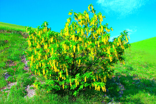 Sunny view in Piani di Ragnolo near Sibillini Mountains at a yellow laburnum anagyroides and its bright yellow pendant flowers, amongst green leaves, grass and an azure sky with checkered clouds