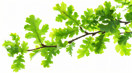 Fototapeta na wymiar Branch of fresh green oak leaves isolated on white