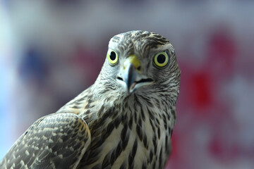 falcon bird of prey